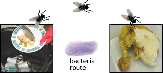 bacteria route
